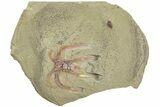 Soft-Bodied Marrellomorph (Furca) Fossil - Fezouata Formation #233528-1